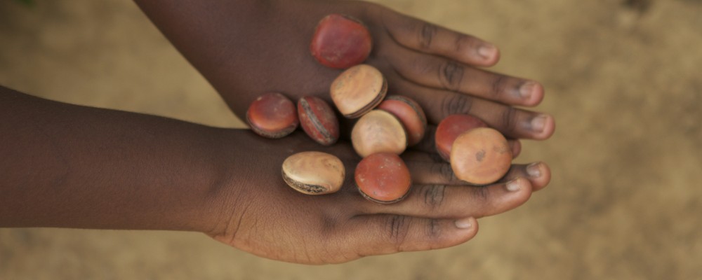Foto ilustrando uma mão de uma menina negar, com as partes de cima da mão segura várias sementes.
